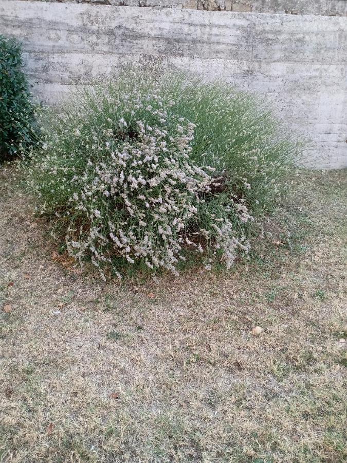 Appartamento Nerio Muggia Bagian luar foto